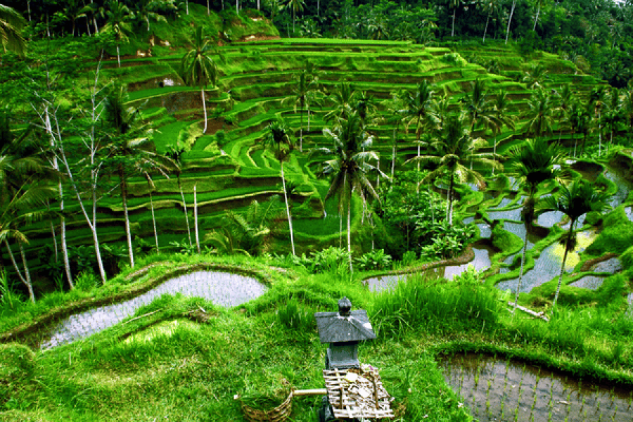 Bali Honeymoon Package